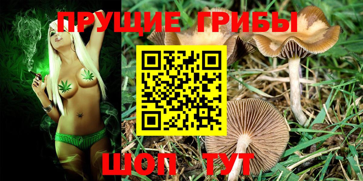 Чехов  Псилоцибиновые грибы Psilocybine cubensis  даркнет сайт  Вход с VPN 